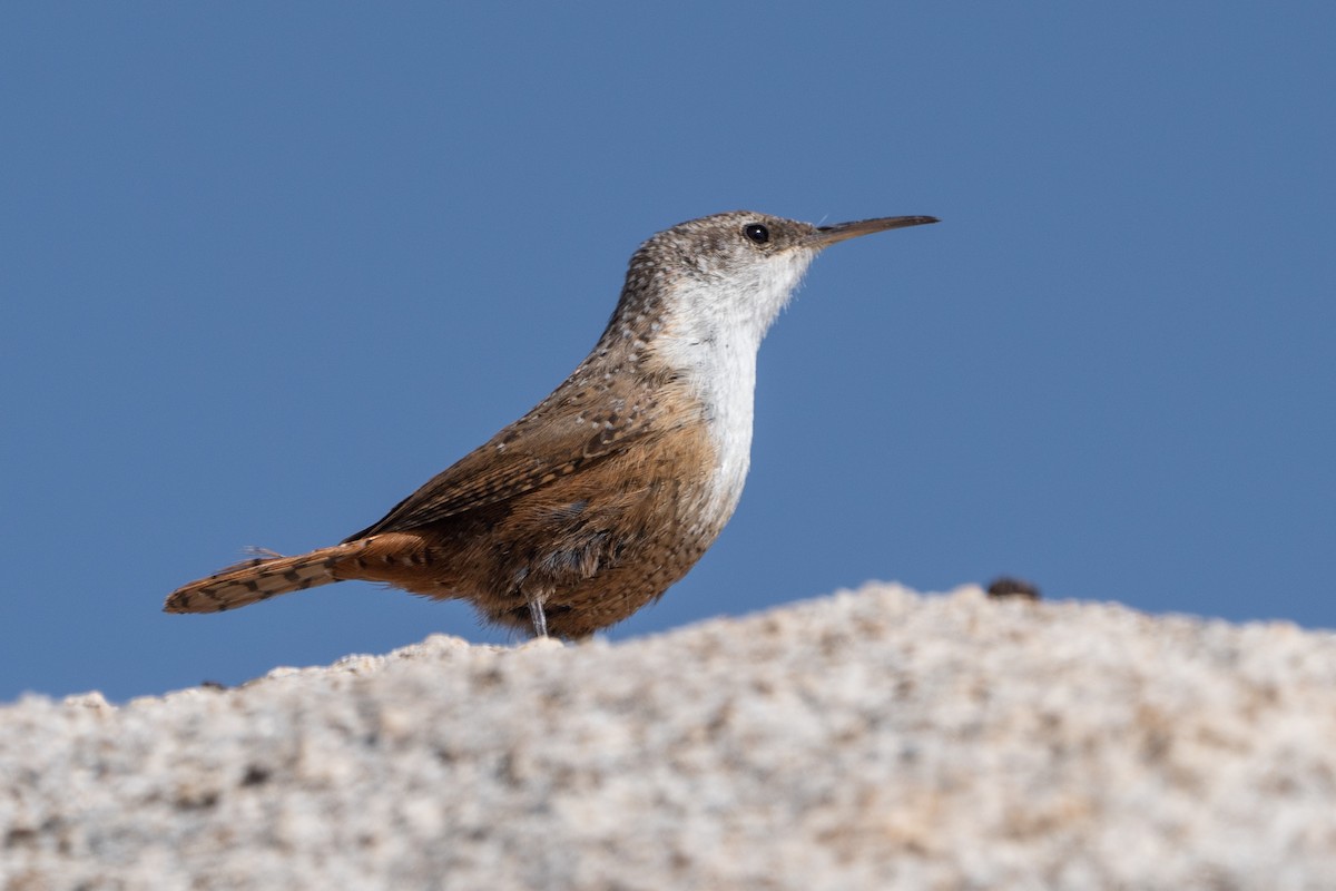Canyon Wren - ML572357031