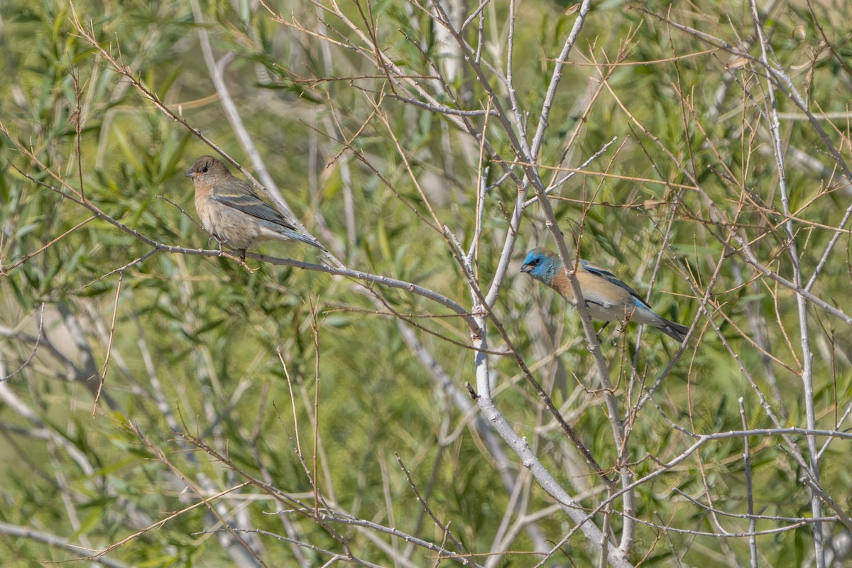 Lazuli Bunting - ML572357191