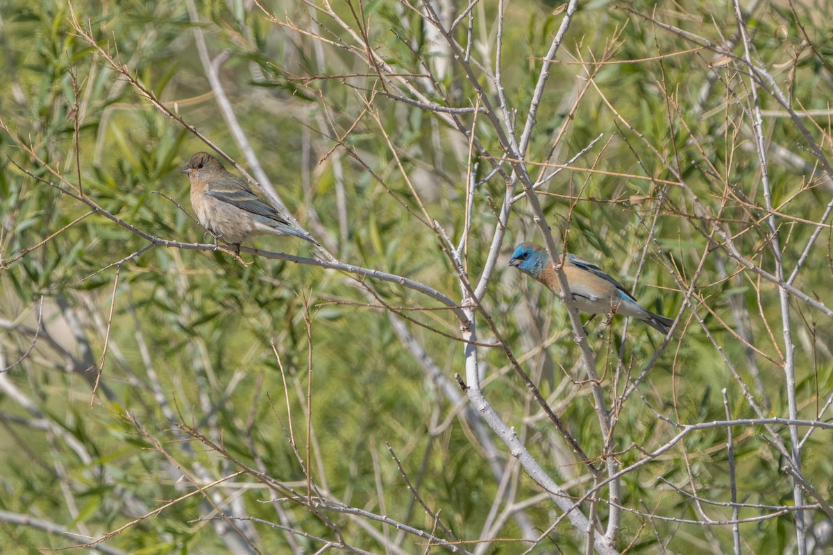 Lazuli Bunting - Sophie Cameron