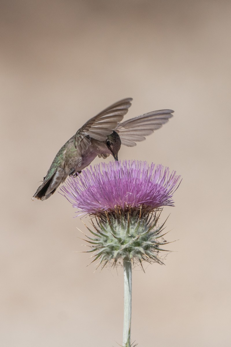Costa's Hummingbird - ML572357531