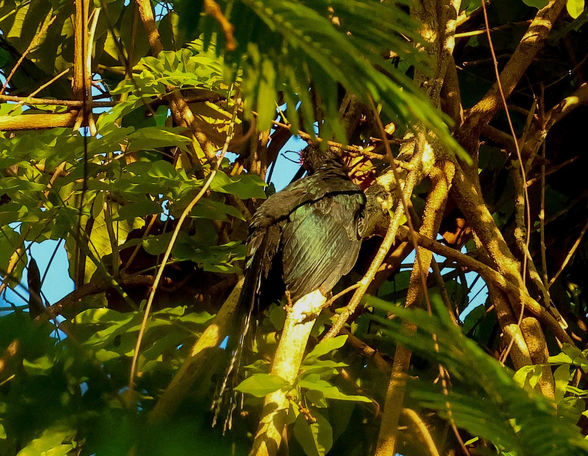 Red-crested Malkoha - ML572361311