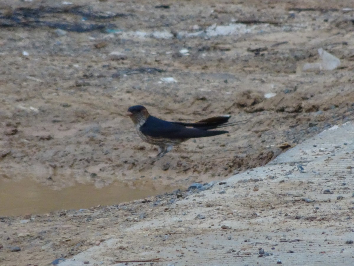 Red-rumped Swallow - ML572364921