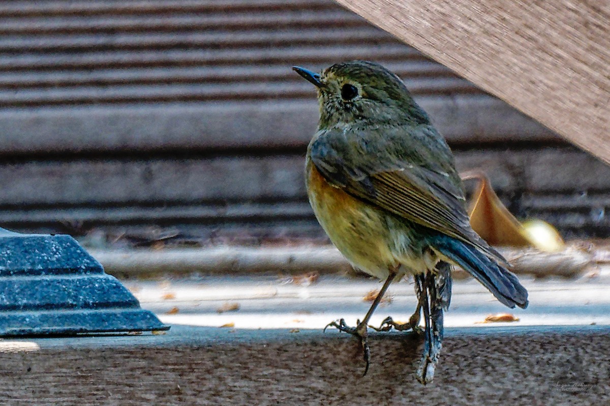 Red-flanked Bluetail - ML572365711