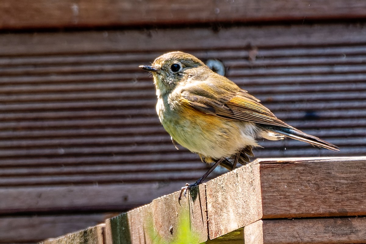 Red-flanked Bluetail - ML572365721