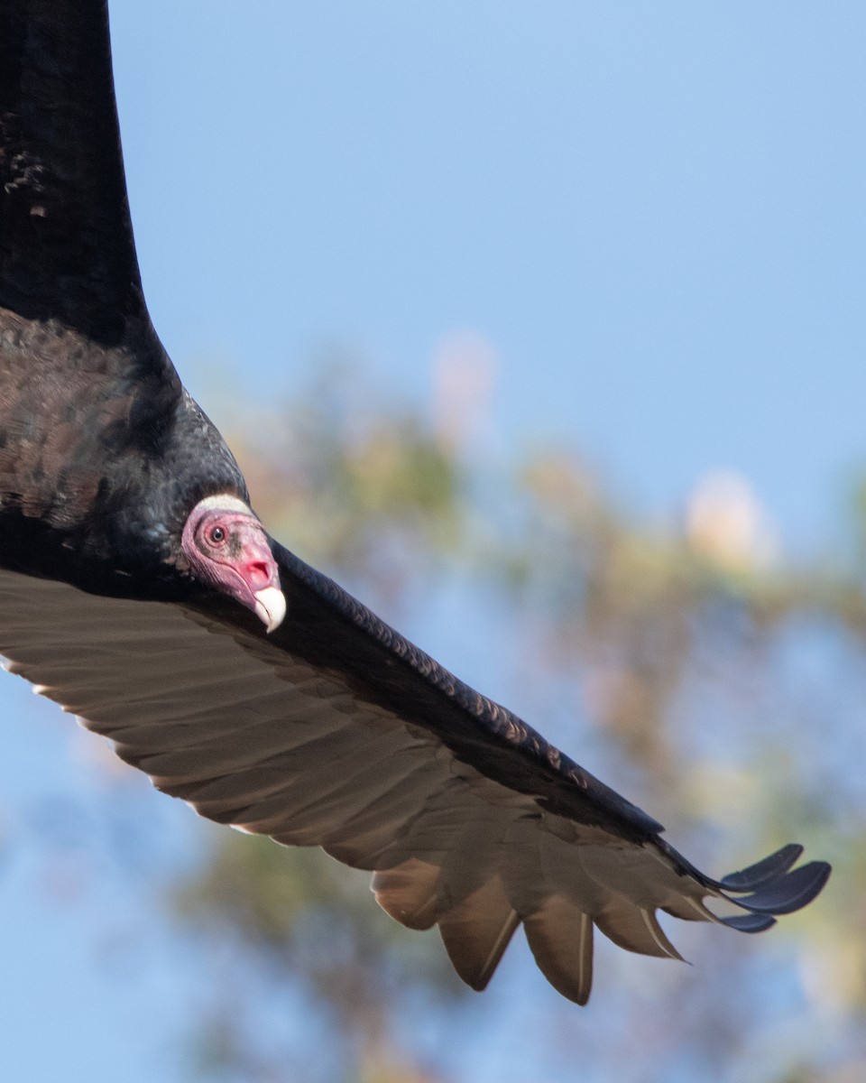 Turkey Vulture (Tropical) - ML572366861