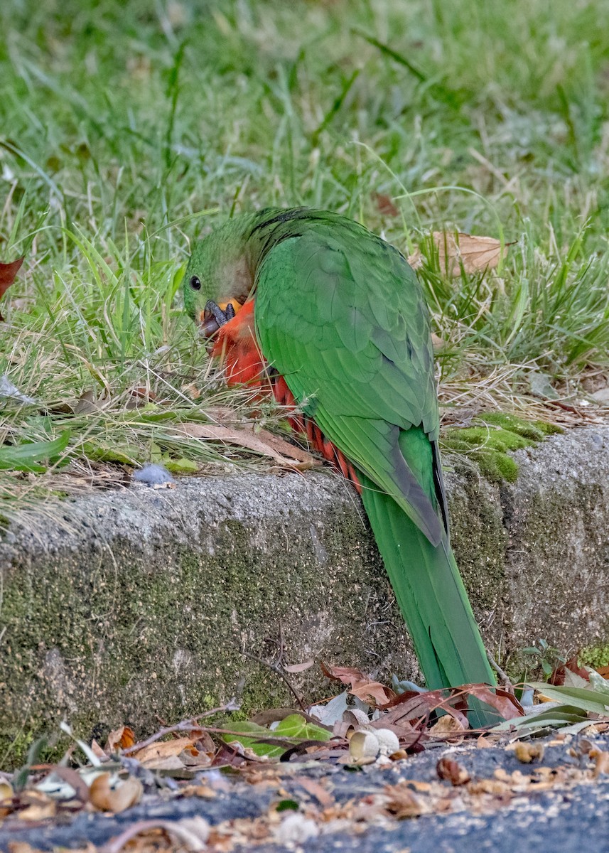 Australian King-Parrot - ML572367961