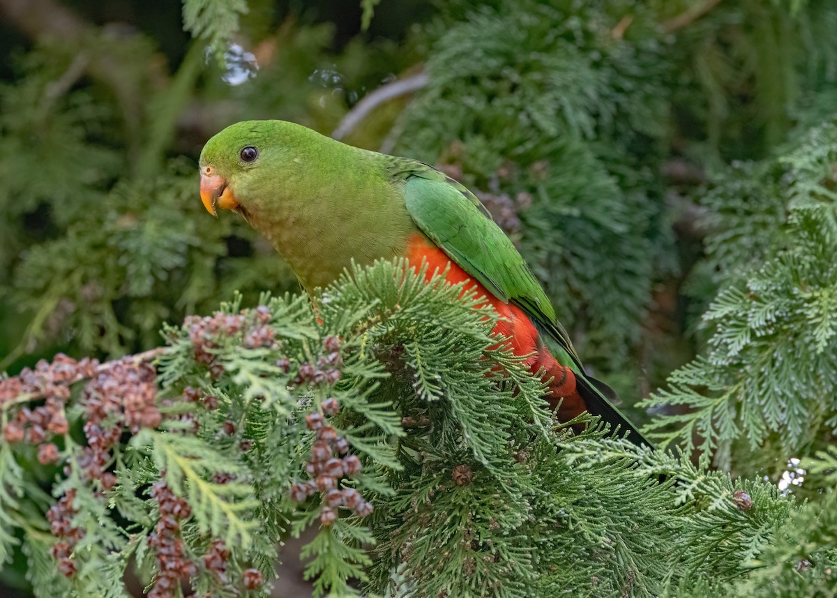 Australian King-Parrot - ML572367981