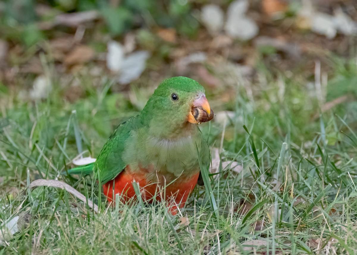 Australian King-Parrot - ML572367991
