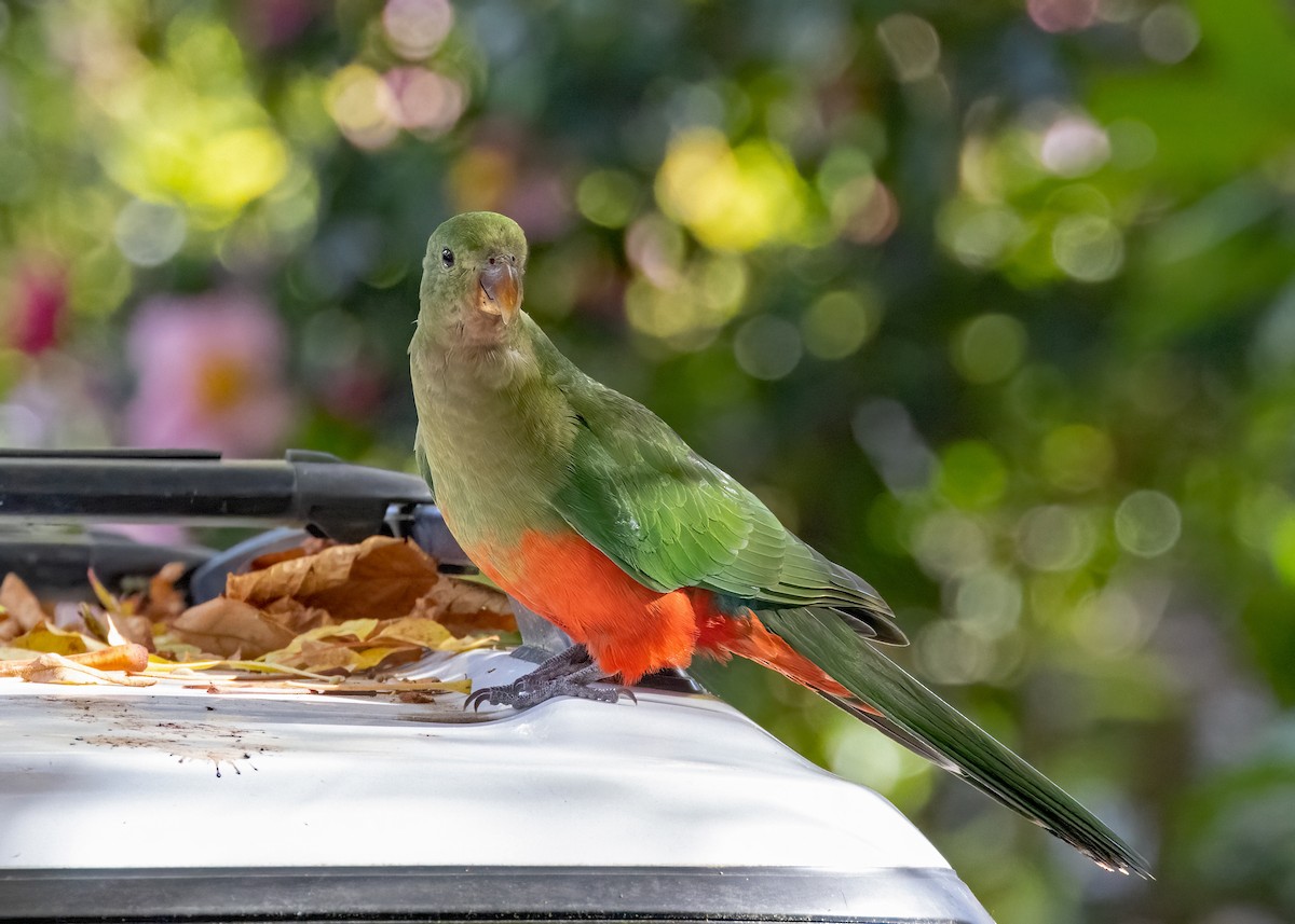 Australian King-Parrot - ML572368001