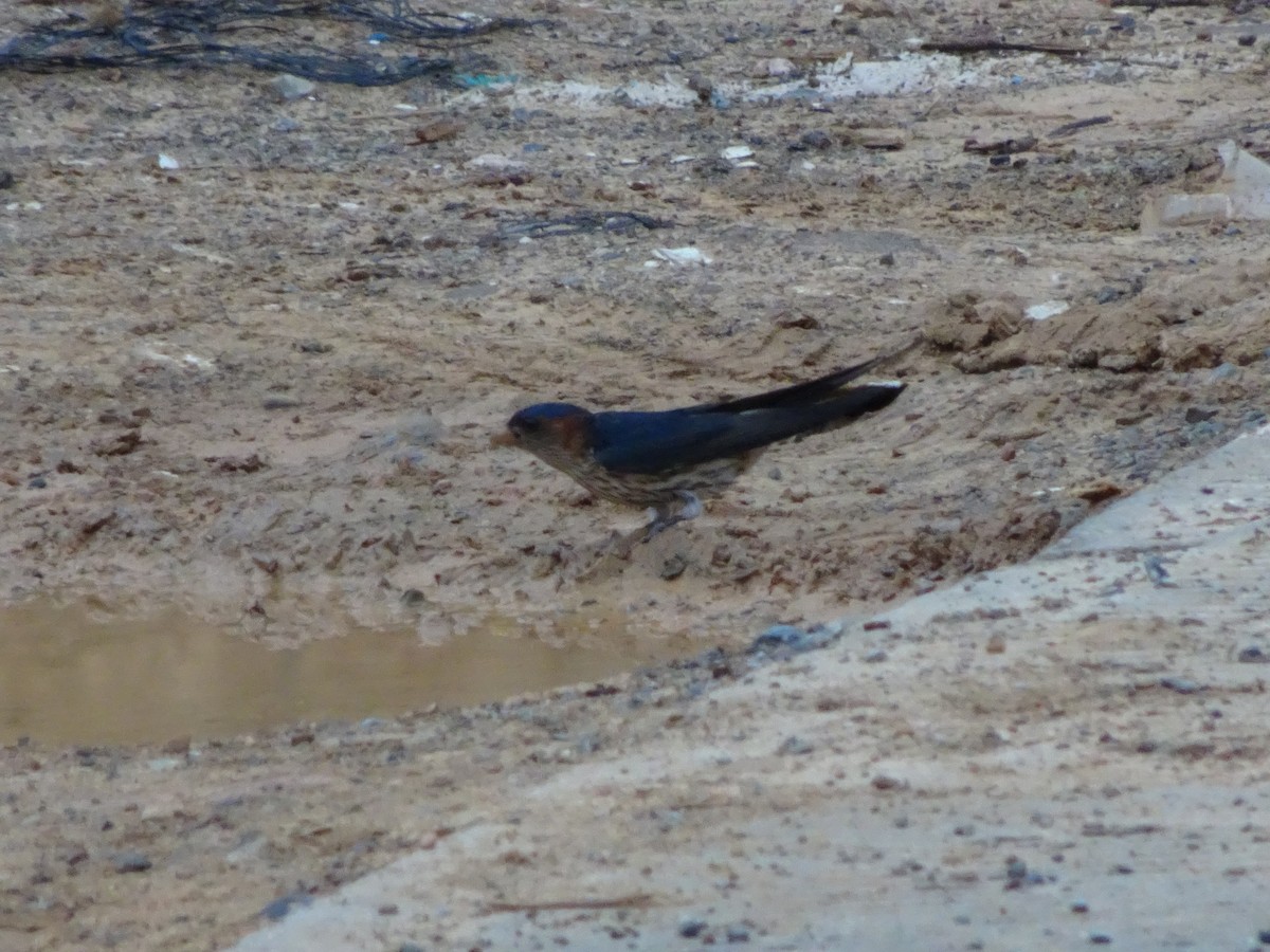 Red-rumped Swallow - ML572369251