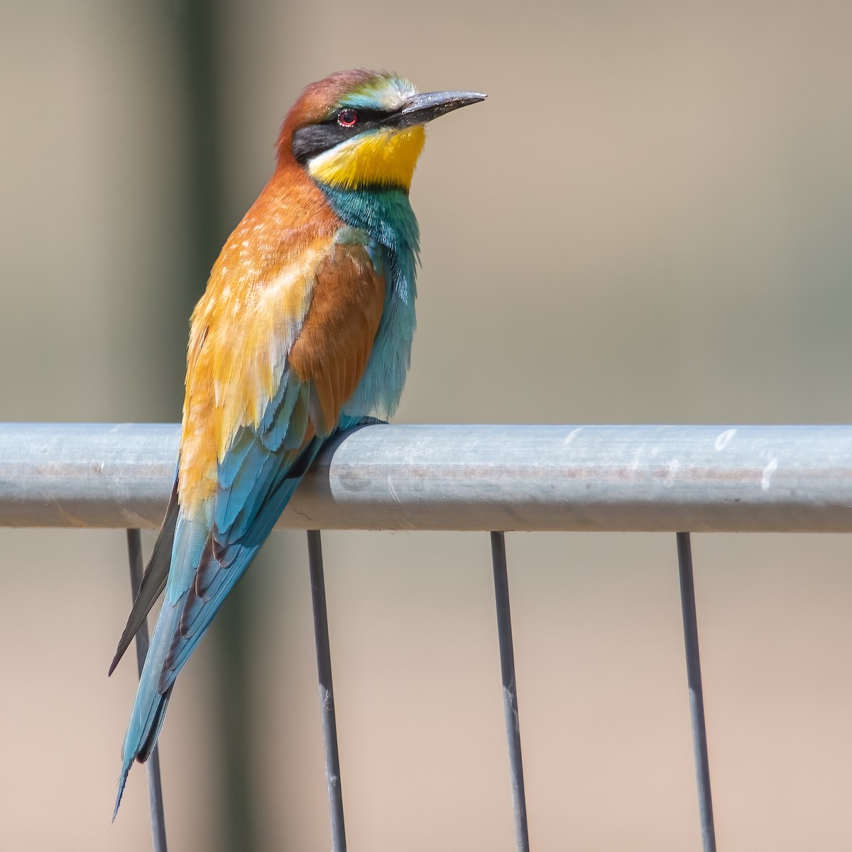 European Bee-eater - ML572371581