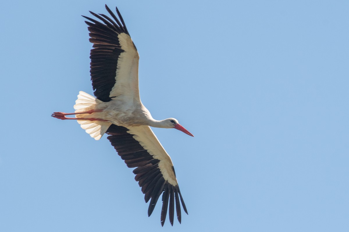White Stork - ML572371851
