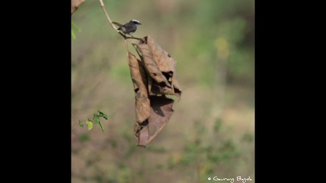 White-browed Fantail - ML572373211