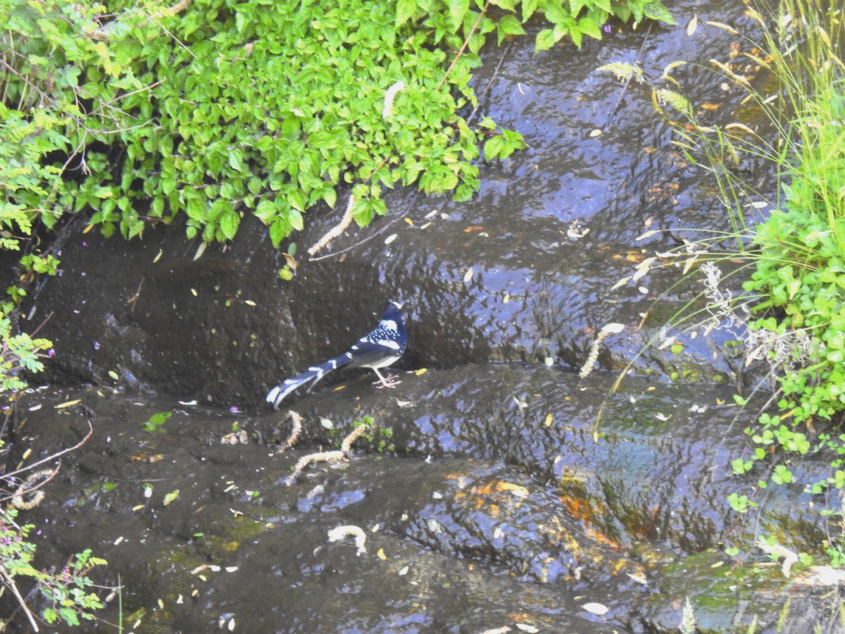 Spotted Forktail - ML572377501