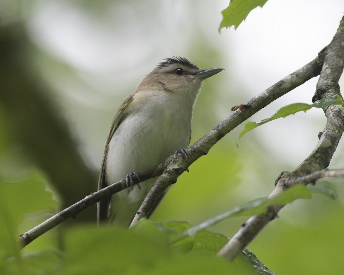 eBird Checklist 14 May 2023 Butner Game LandBrickhouse Rd