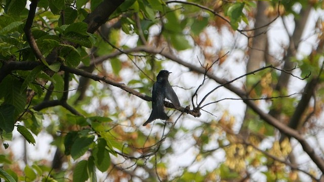 Fork-tailed Drongo-Cuckoo - ML572383881