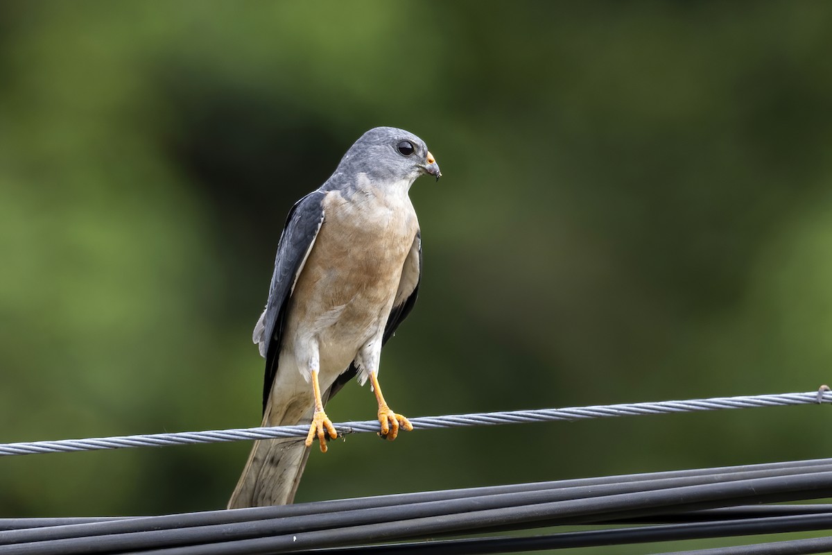 Chinese Sparrowhawk - ML572385161