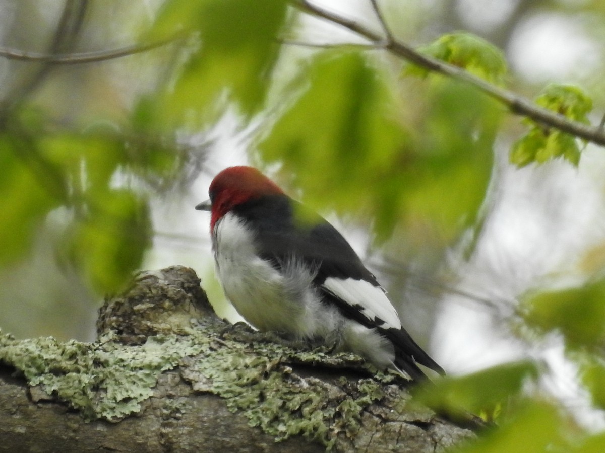 Red-headed Woodpecker - ML57238551