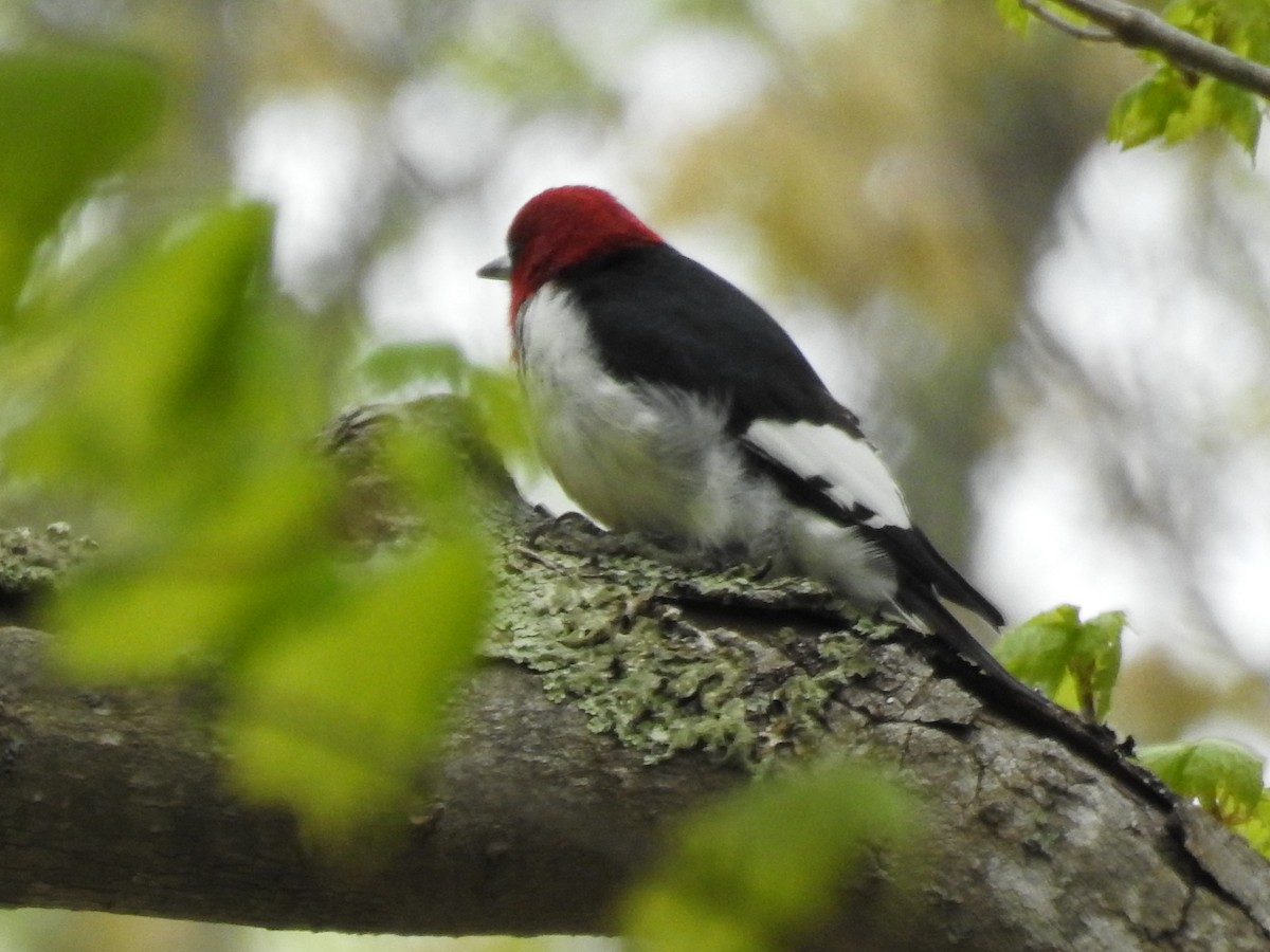 Red-headed Woodpecker - ML57238581