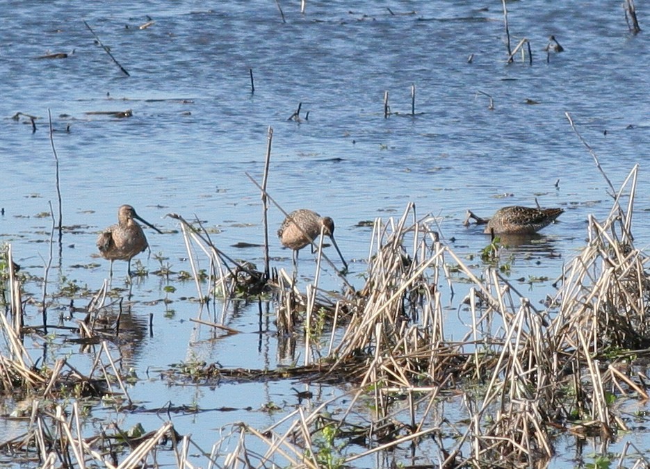 Long-billed Dowitcher - ML57238661