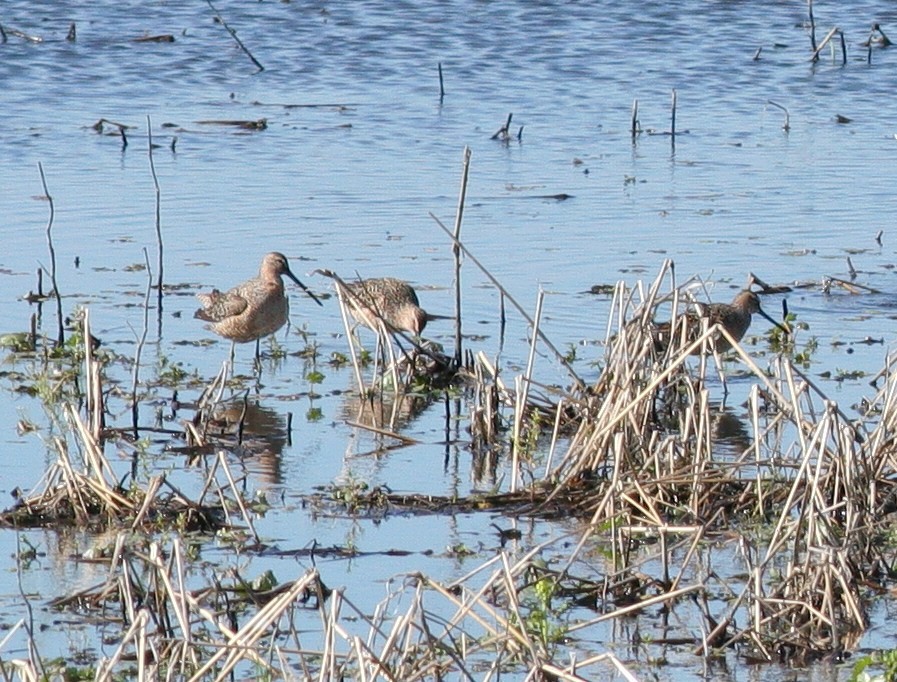 Long-billed Dowitcher - ML57238691