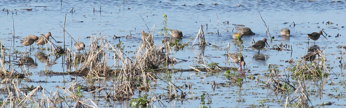 Long-billed Dowitcher - ML57238741