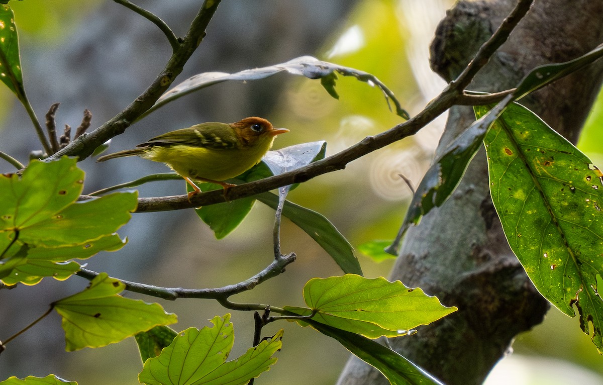 Yellow-breasted Warbler - ML572387881