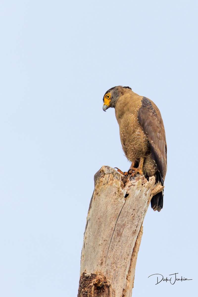 Crested Serpent-Eagle - ML572391641