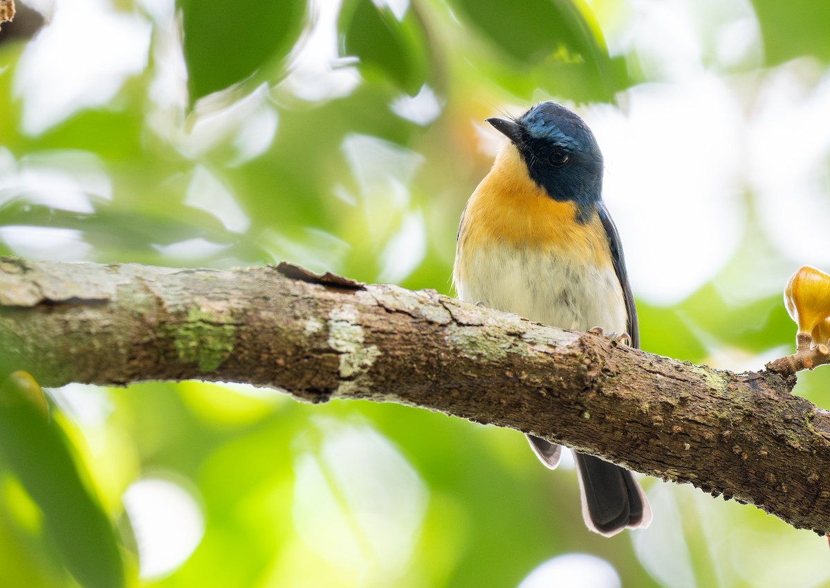 Palawan Blue Flycatcher - Forest Botial-Jarvis