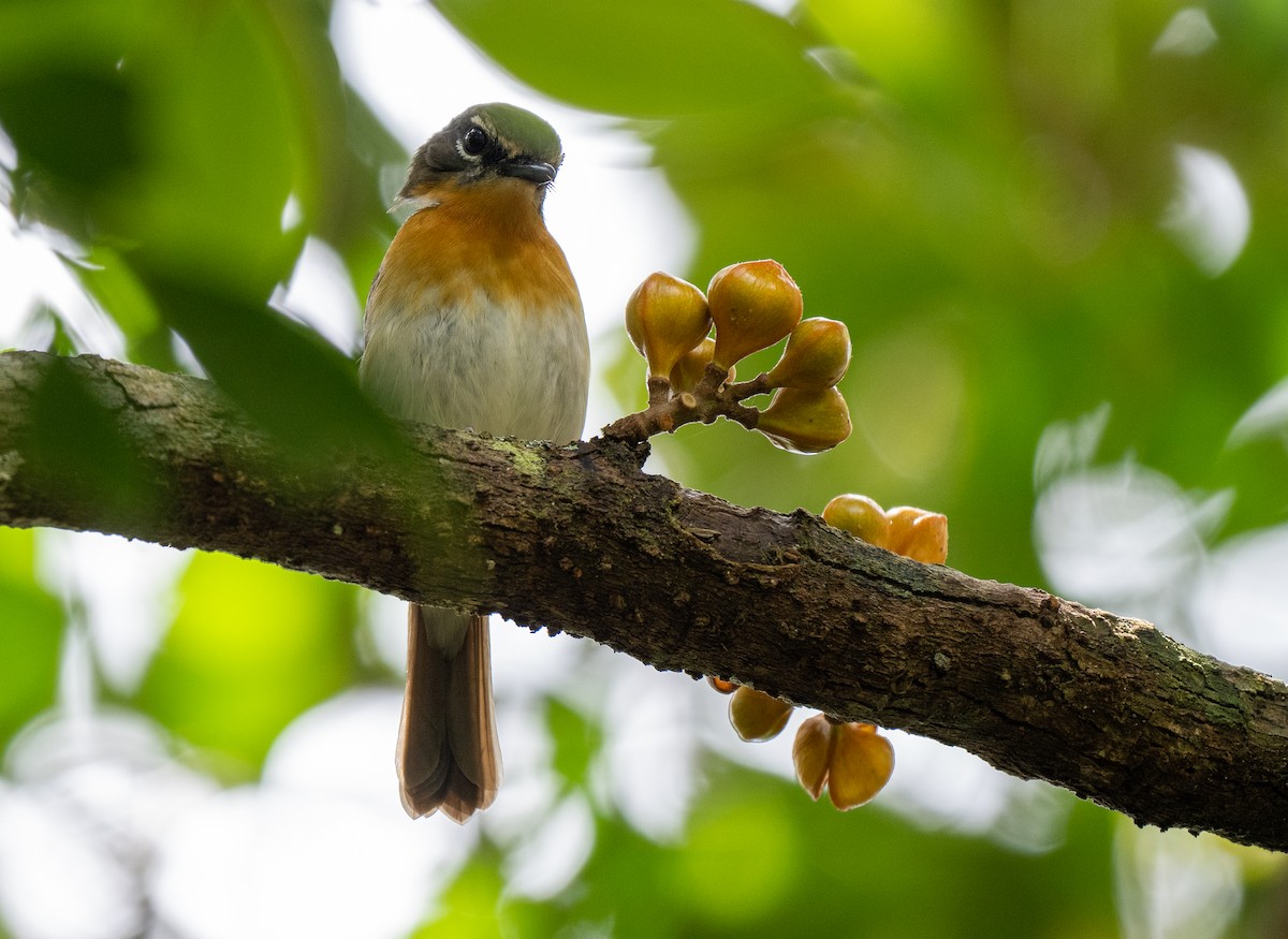 Palawan Blue Flycatcher - Forest Botial-Jarvis