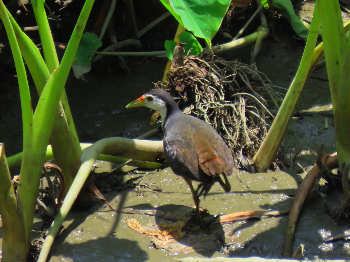 White-breasted Waterhen - Andrew Collins