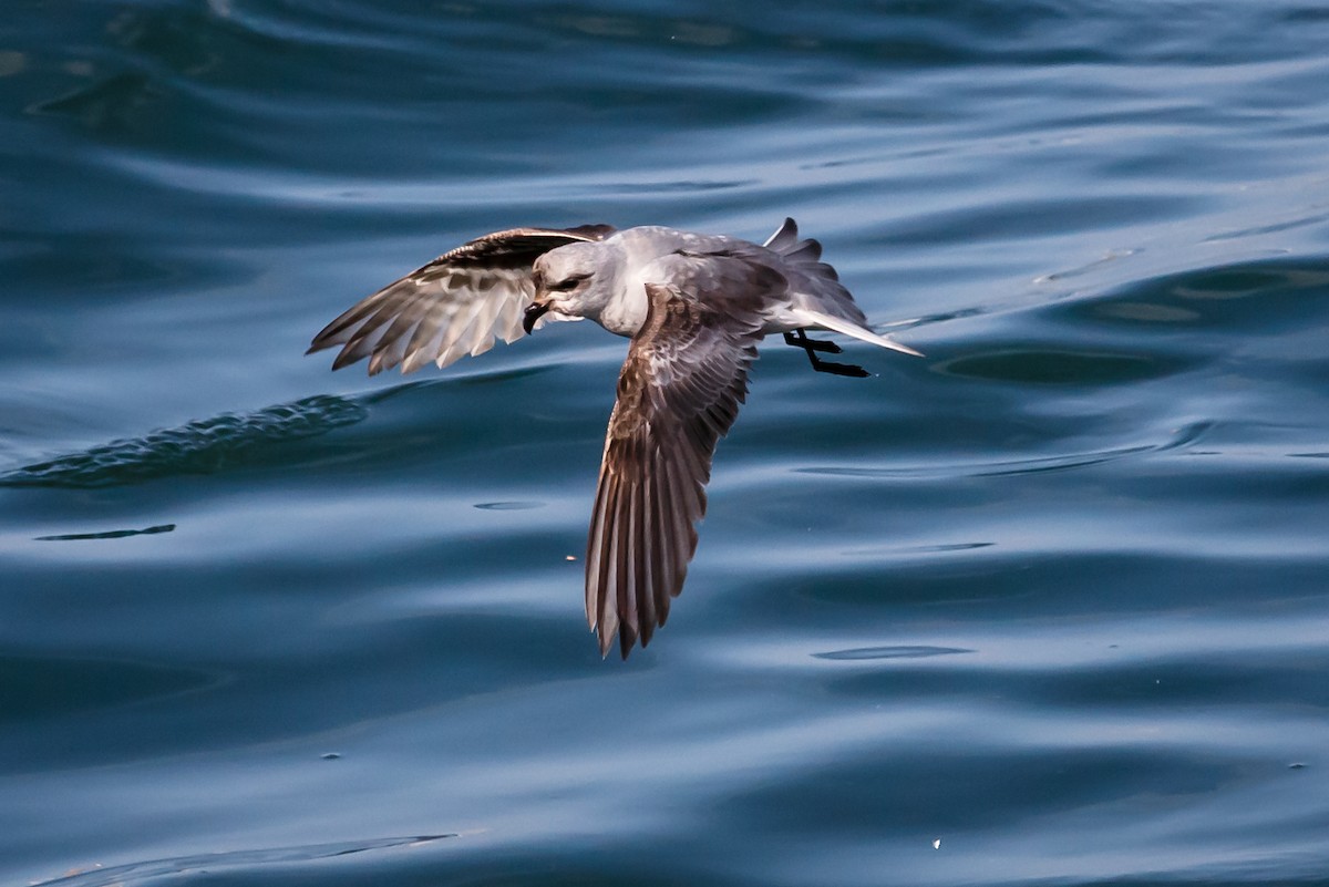 Fork-tailed Storm-Petrel - ML57239941