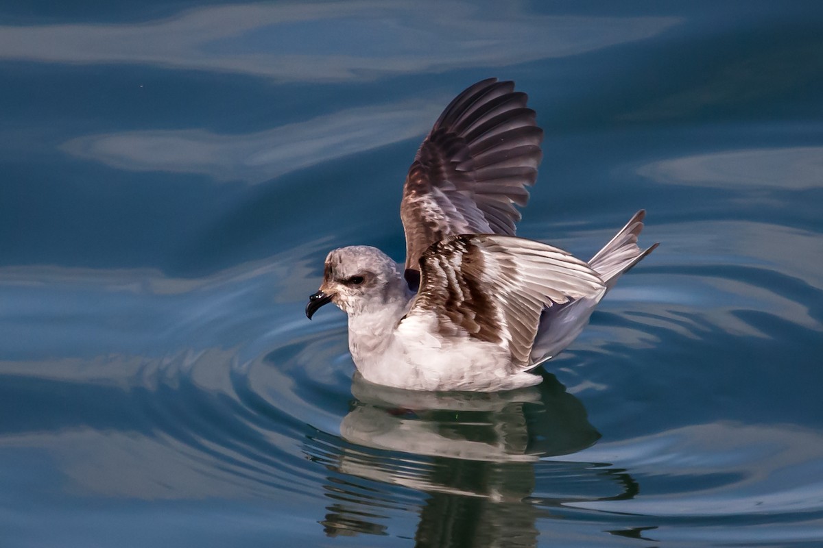 Fork-tailed Storm-Petrel - ML57239961