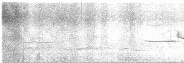 Белобровая овсянка (leucophrys) - ML572399791