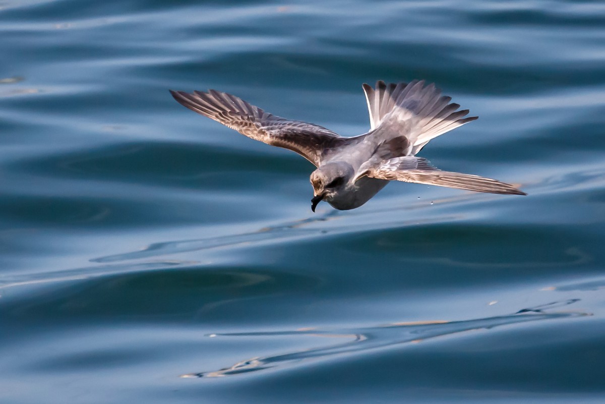 Fork-tailed Storm-Petrel - ML57239981