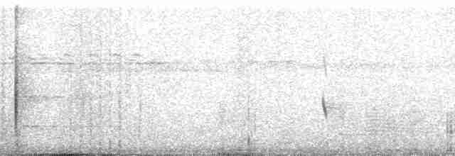 Віялохвістка північна (підвид isura) - ML57240