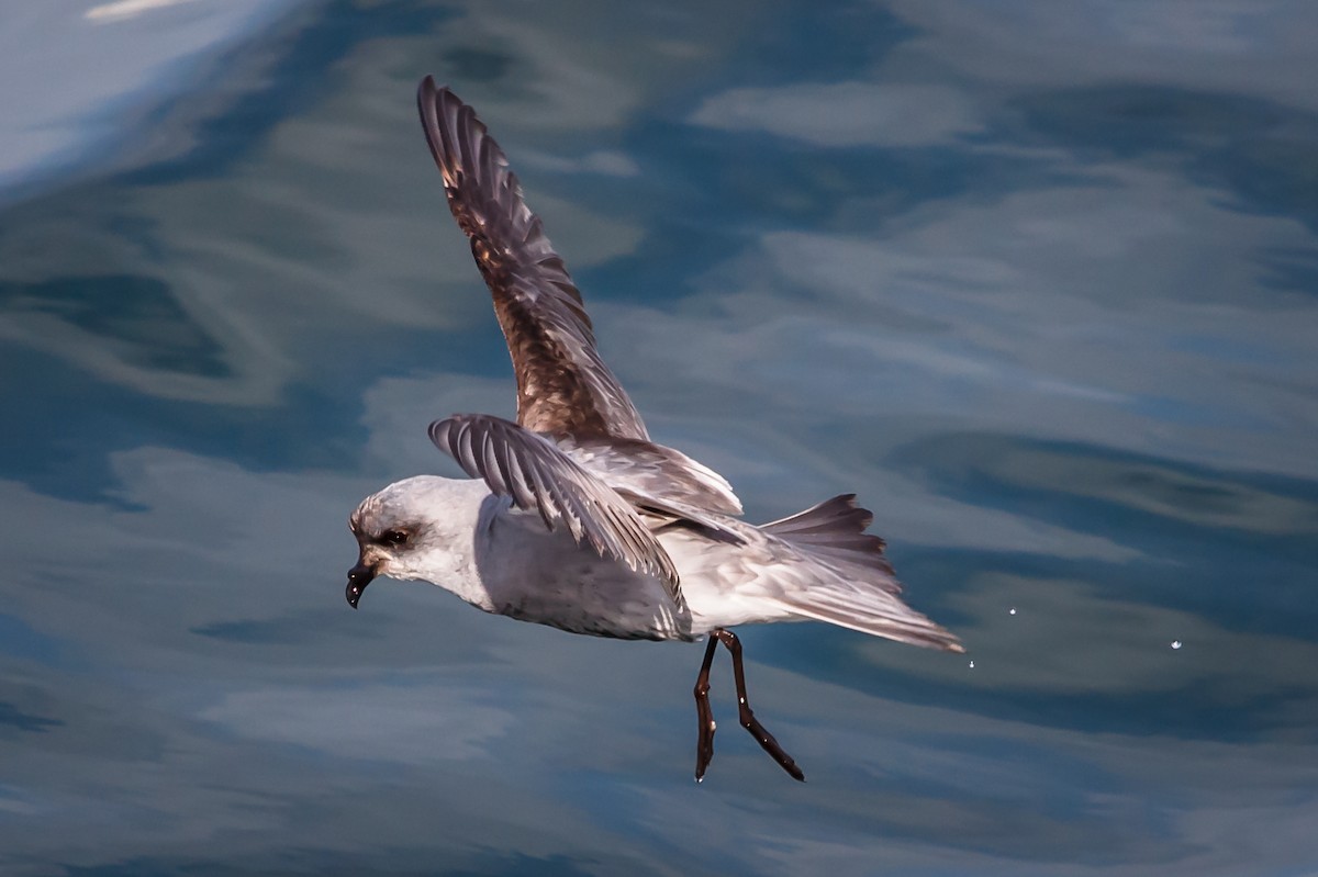 Fork-tailed Storm-Petrel - ML57240011