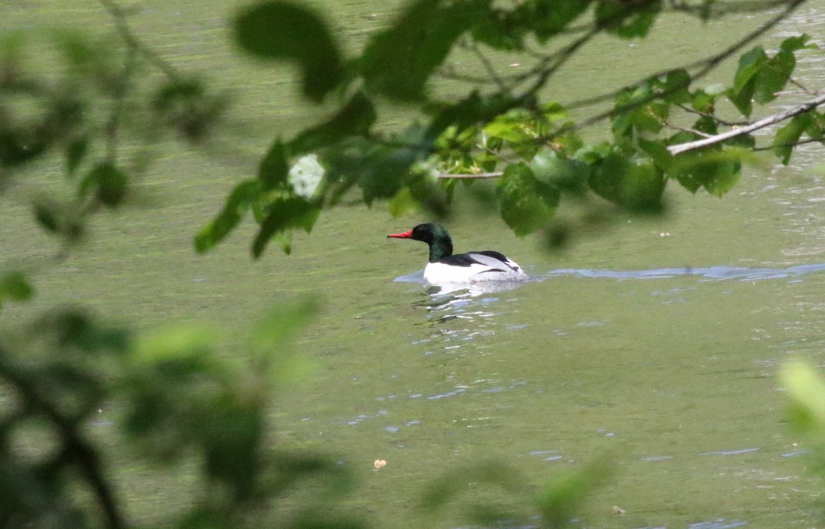 eBird Checklist 14 May 2023 Bald Eagle State ForestPenns Creek