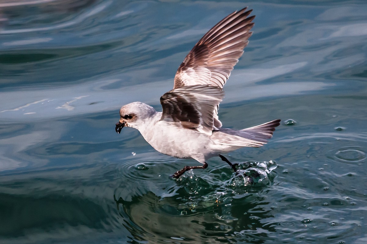 Fork-tailed Storm-Petrel - ML57240171