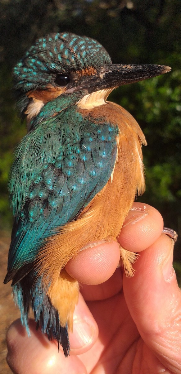 Common Kingfisher - ML572402941