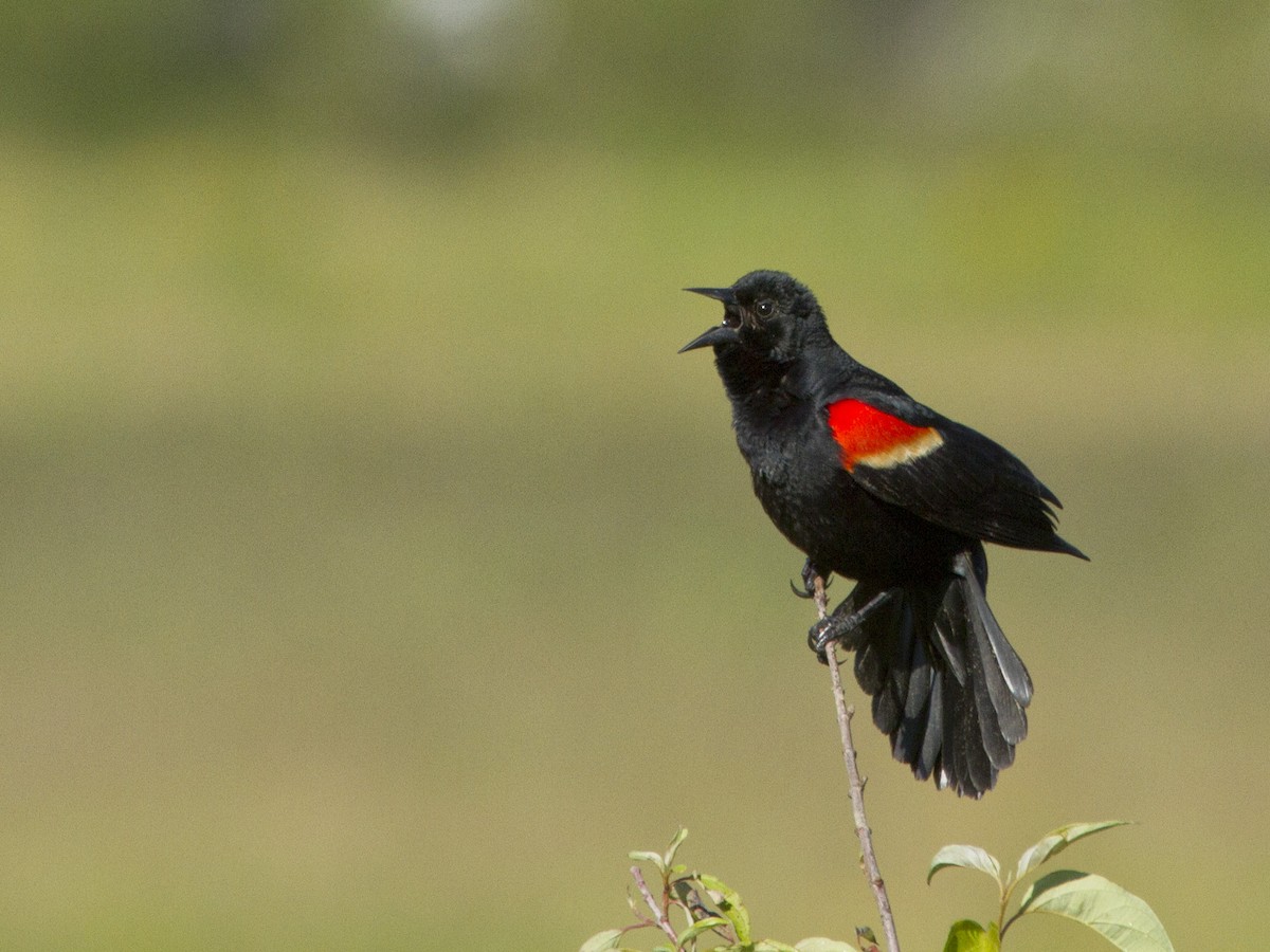 Red-winged Blackbird - Phil Stouffer