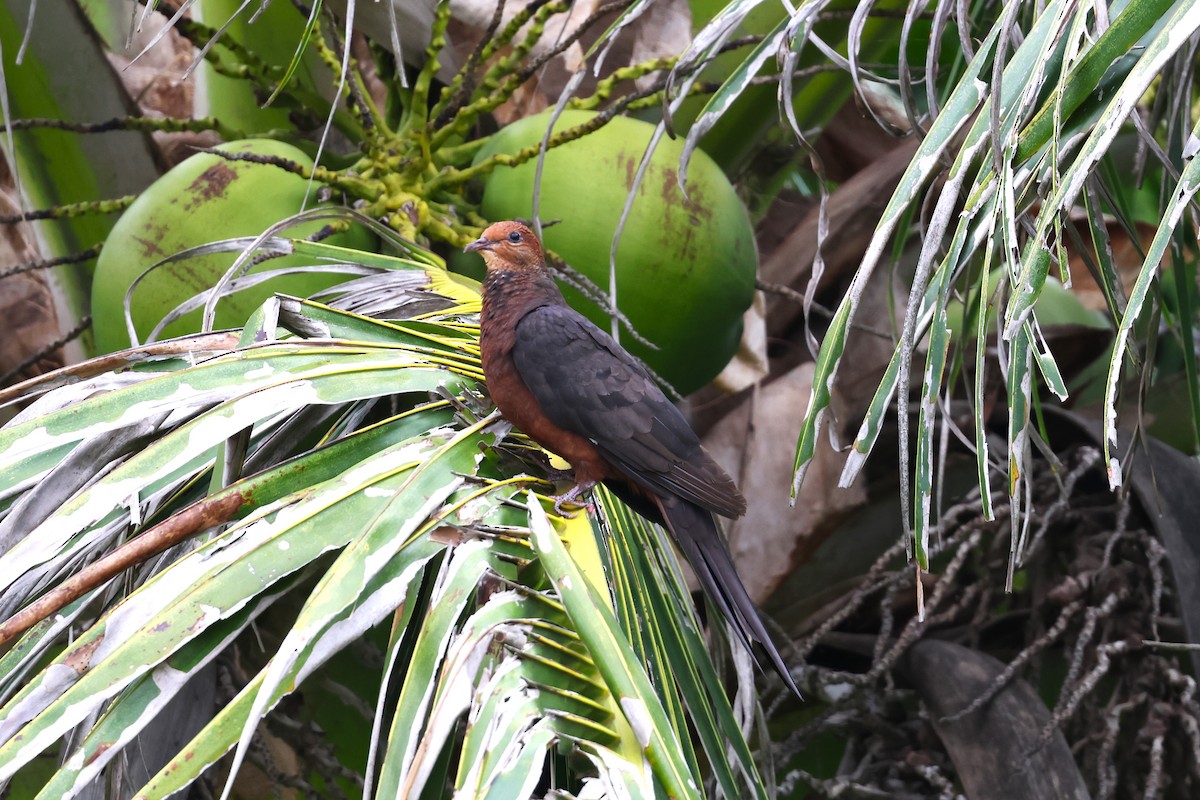 Philippine Cuckoo-Dove - ML572411261