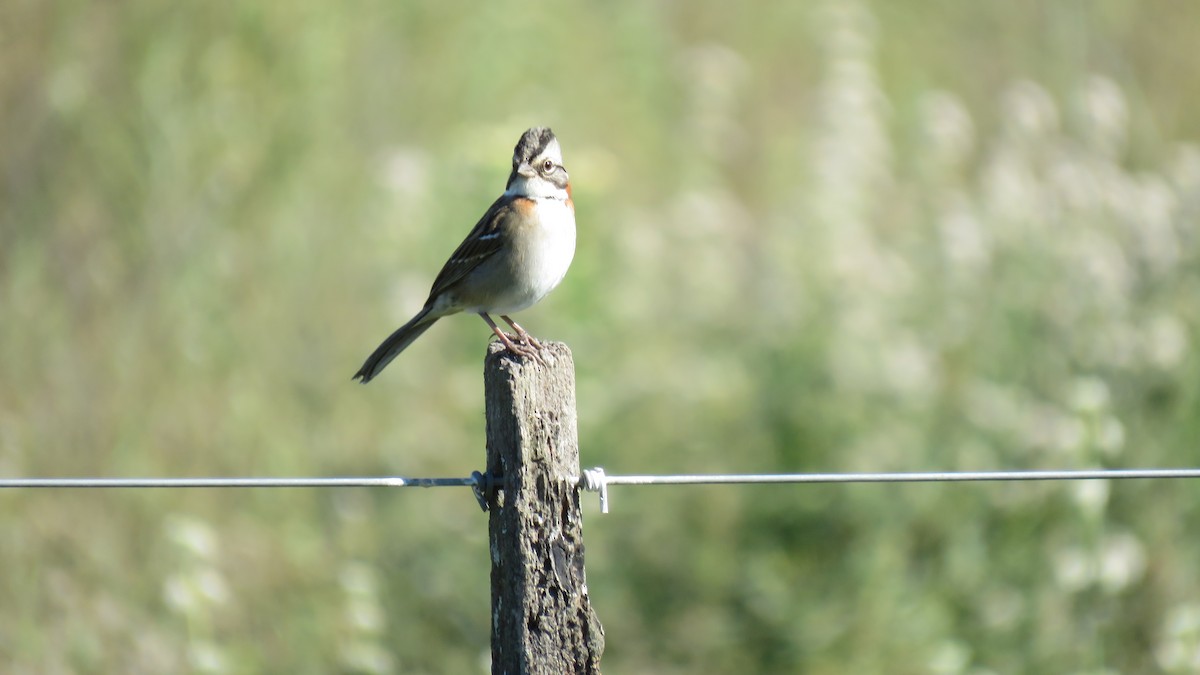 Rufous-collared Sparrow - ML572415241