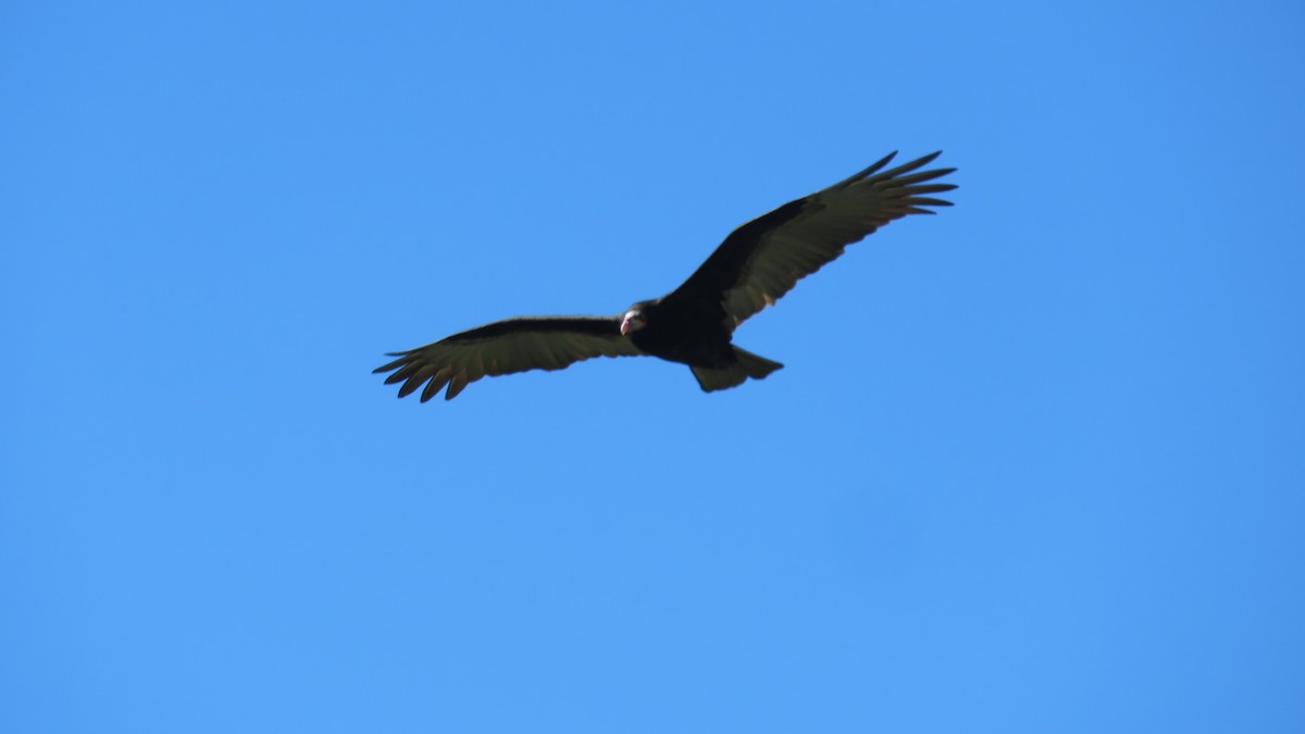 Lesser Yellow-headed Vulture - ML572419331