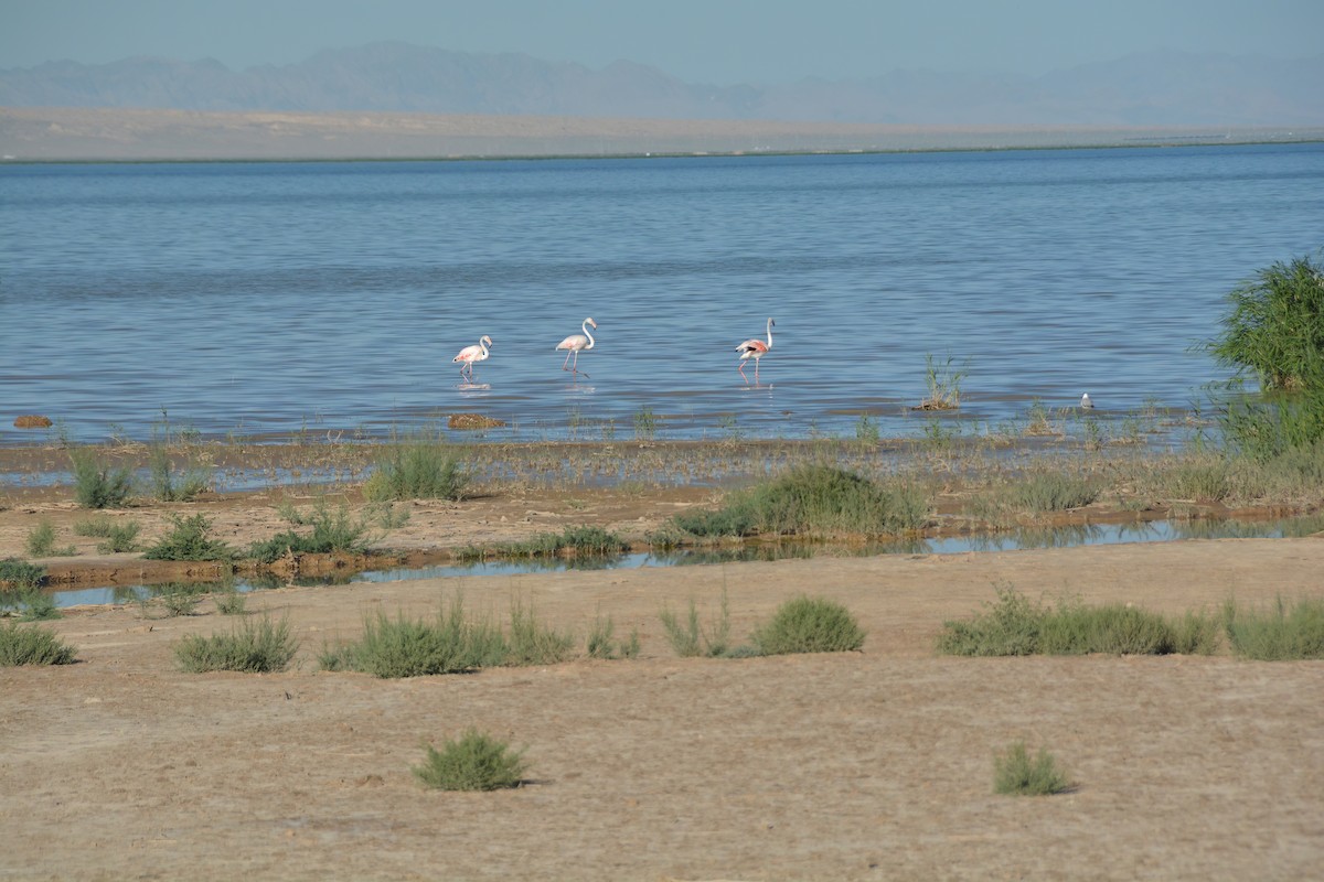Greater Flamingo - Eason Liuc