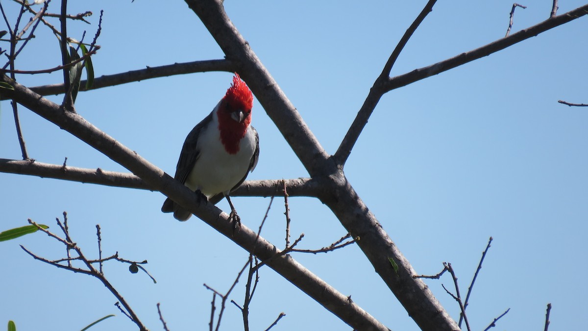 Red-crested Cardinal - ML572423321
