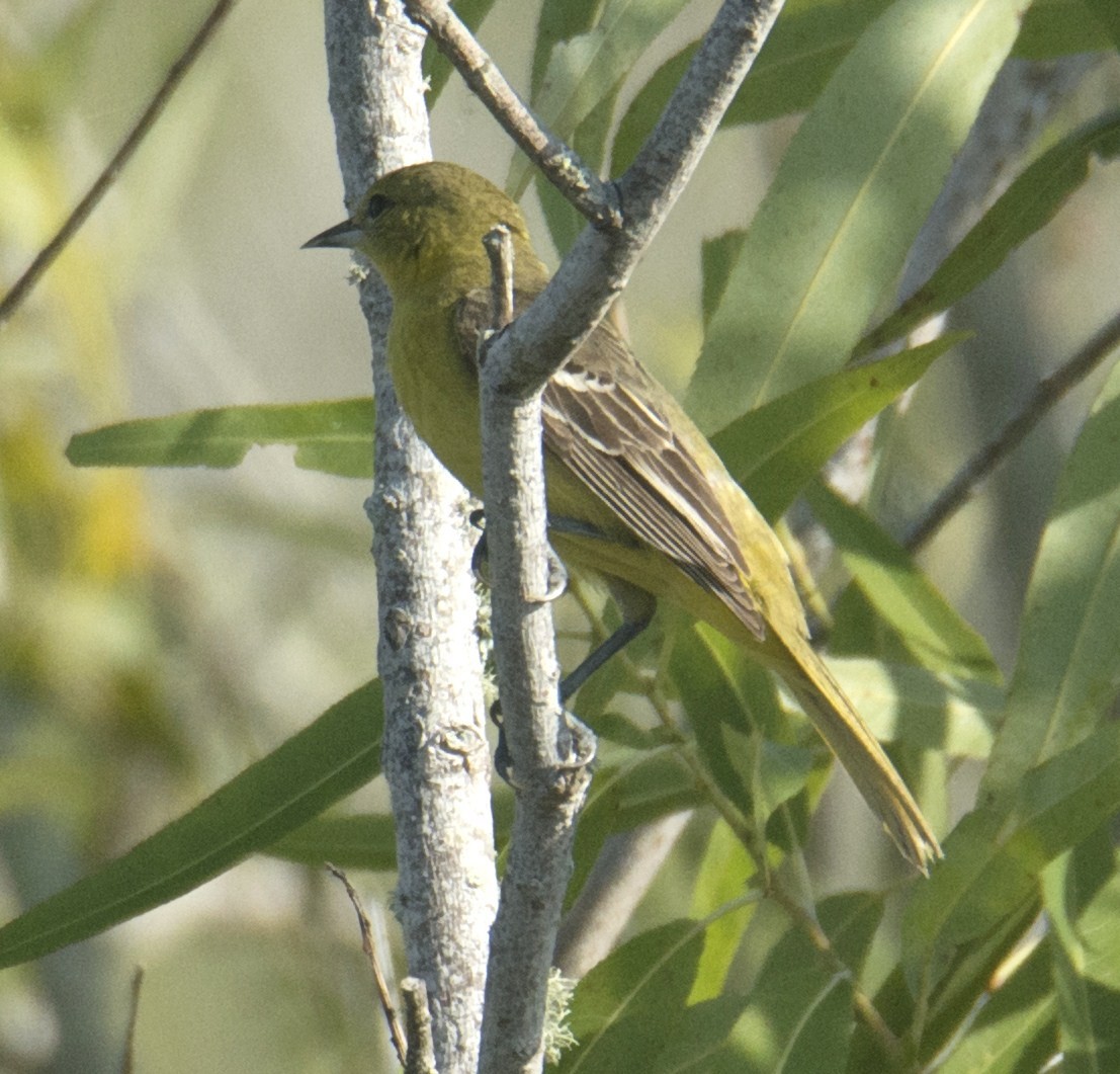 Orchard Oriole - ML572428861