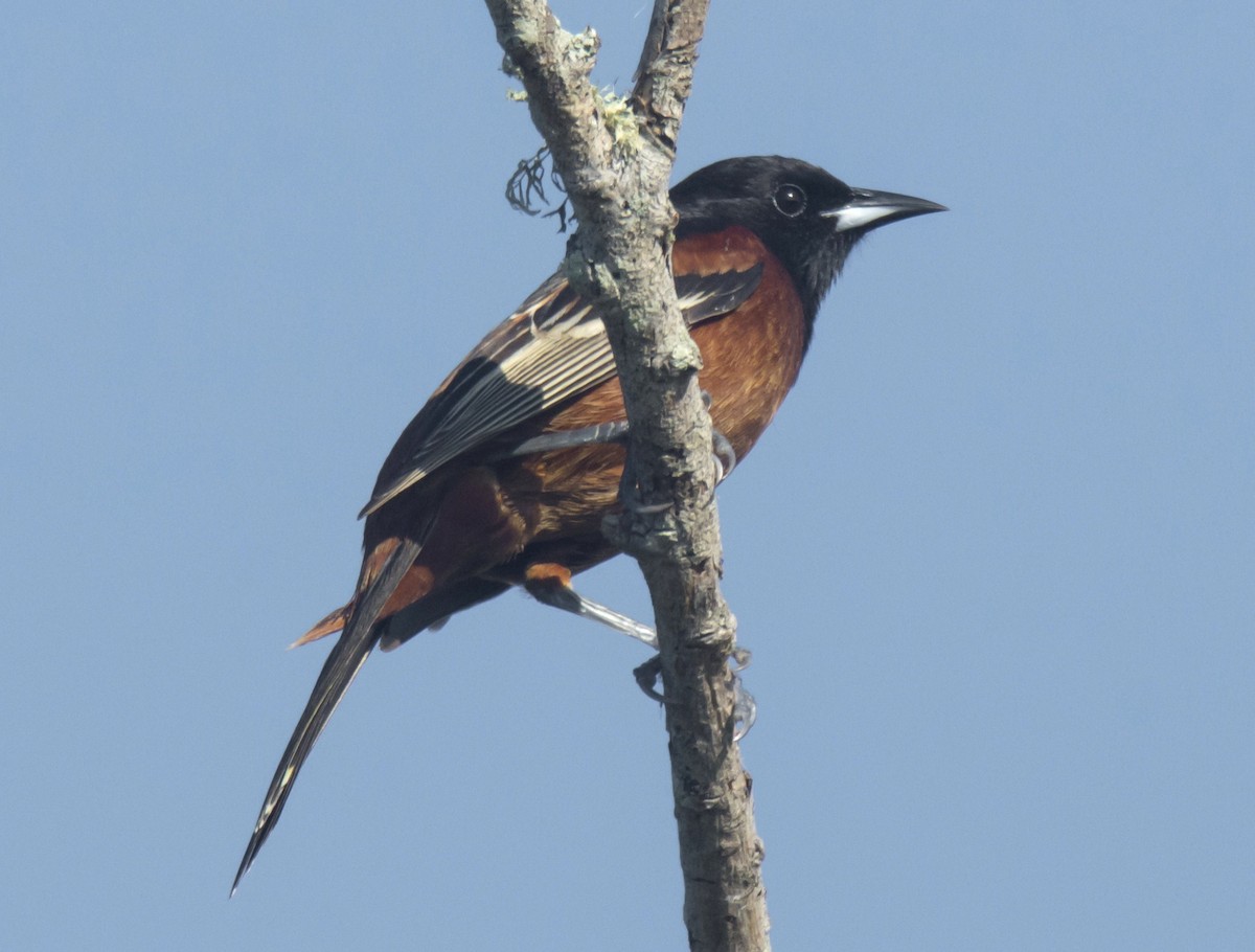 Orchard Oriole - ML572428871