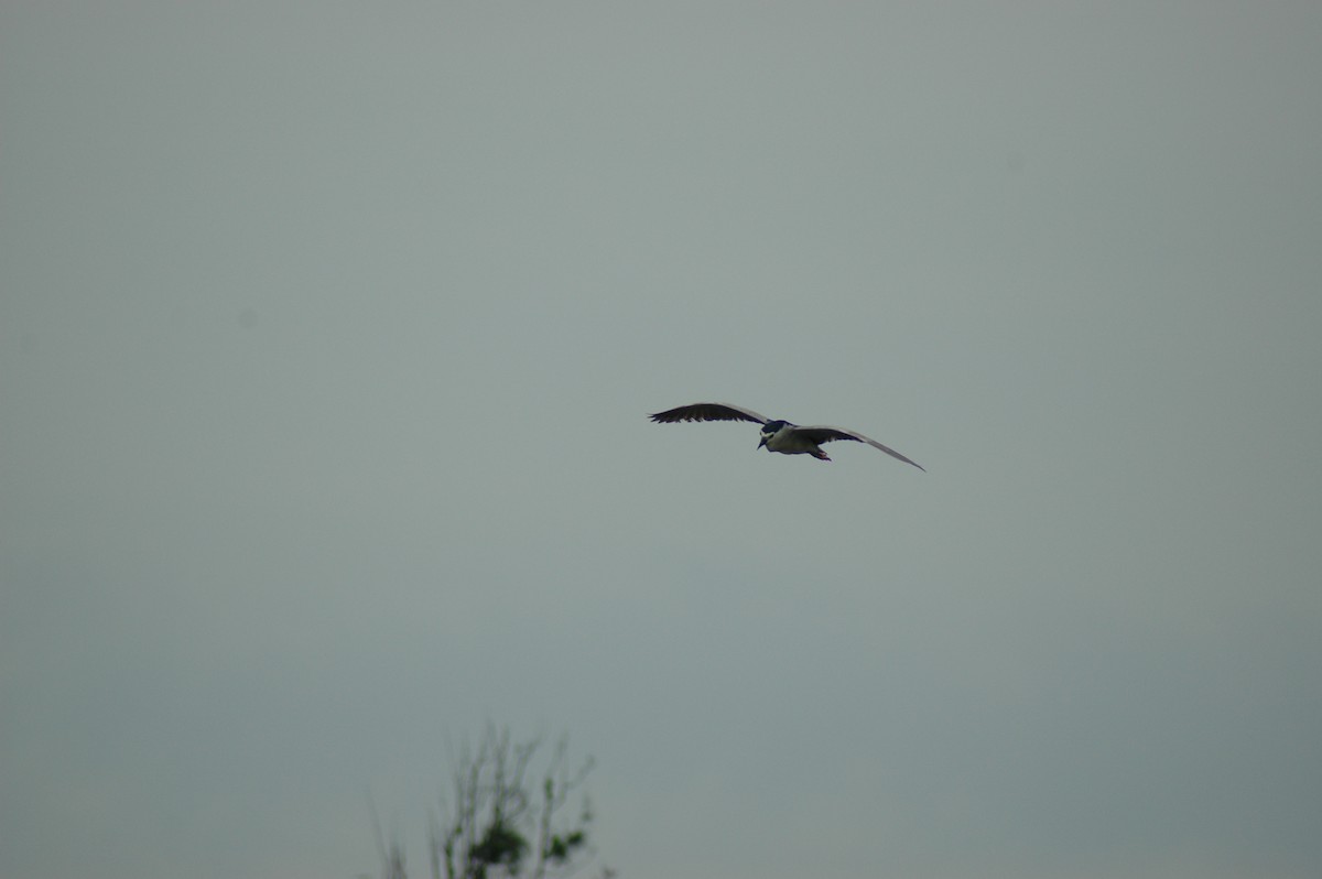 Black-crowned Night Heron - ML572431801