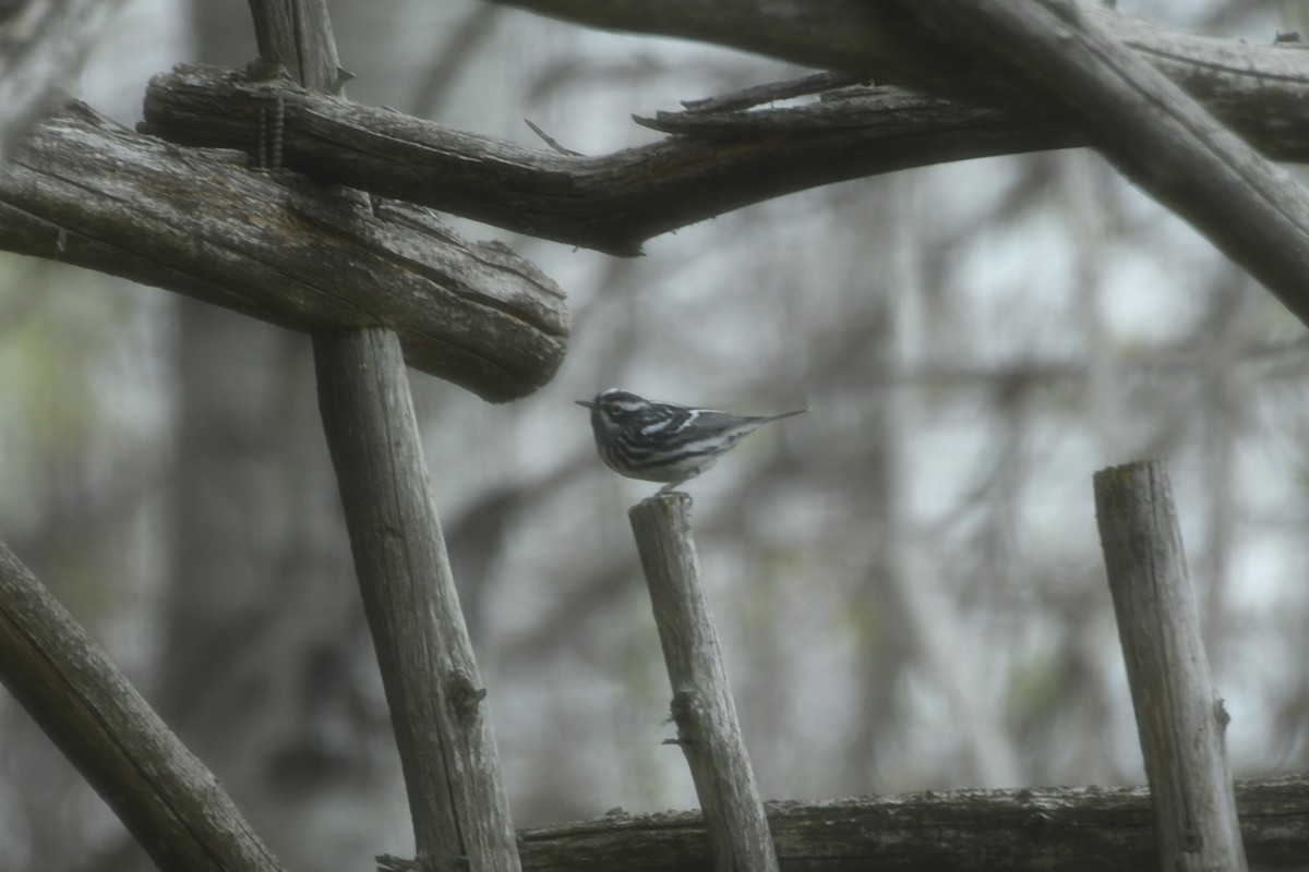 Black-and-white Warbler - ML572432401
